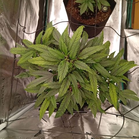 Acai Jelly  growlog photo: Fotoupdateserie der letzten Wochen des Growdiarys der aktuellen 3 Pflanzen.