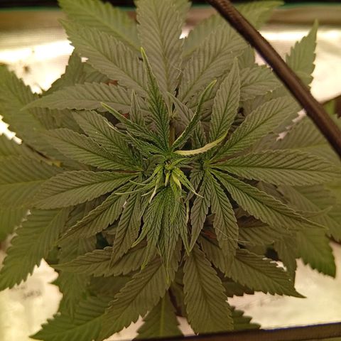 Acai Jelly  growlog photo: Fotoupdateserie der letzten Wochen des Growdiarys der aktuellen 3 Pflanzen.