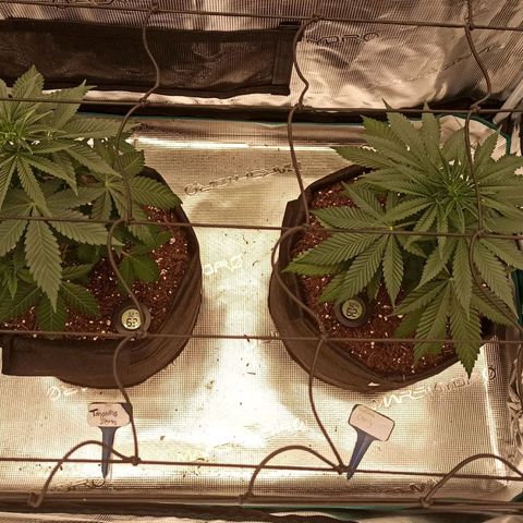 Acai Jelly  growlog photo: Fotoupdateserie der letzten Wochen des Growdiarys der aktuellen 3 Pflanzen.