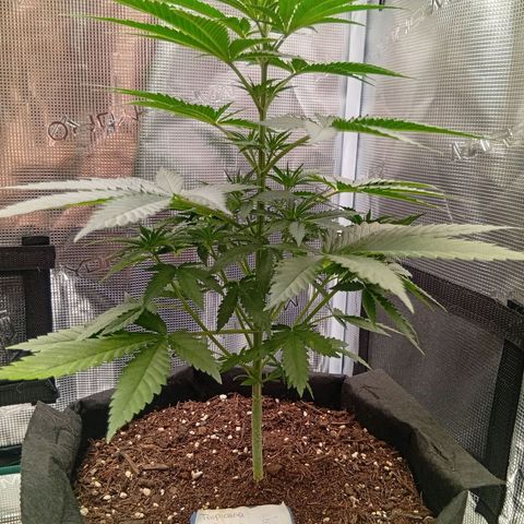 Acai Jelly  growlog photo: Fotoupdateserie der letzten Wochen des Growdiarys der aktuellen 3 Pflanzen.