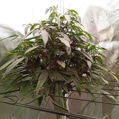 Acai Jelly  growlog photo: Fotoupdateserie der letzten Wochen des Growdiarys der aktuellen 3 Pflanzen.