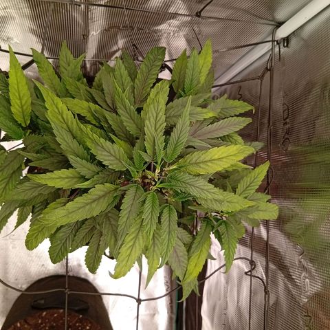 Acai Jelly  growlog photo: Fotoupdateserie der letzten Wochen des Growdiarys der aktuellen 3 Pflanzen.