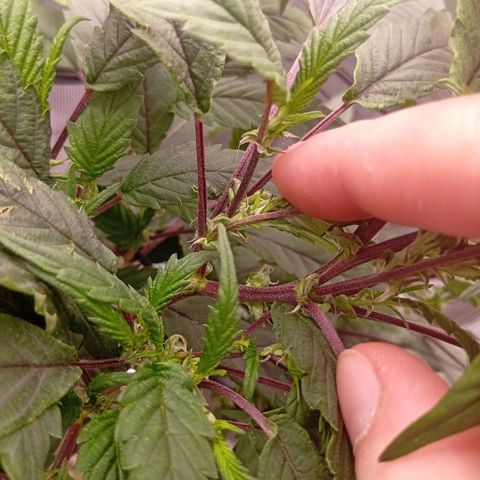 Acai Jelly  growlog photo: Fotoupdateserie der letzten Wochen des Growdiarys der aktuellen 3 Pflanzen.