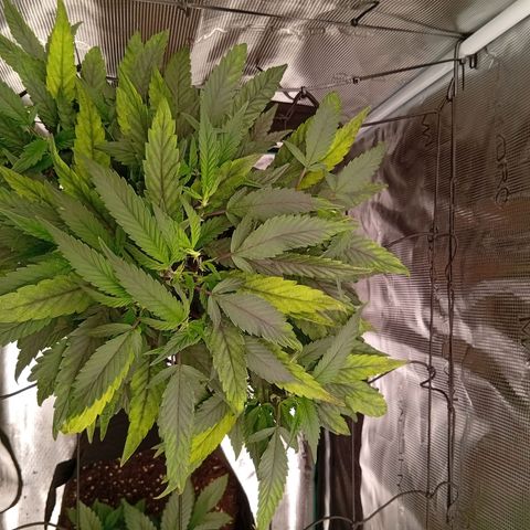 Acai Jelly  growlog photo: Fotoupdateserie der letzten Wochen des Growdiarys der aktuellen 3 Pflanzen.