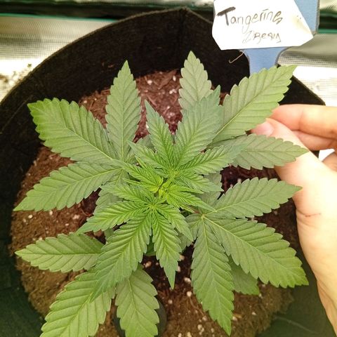 Acai Jelly  growlog photo: Fotoupdateserie der letzten Wochen des Growdiarys der aktuellen 3 Pflanzen.