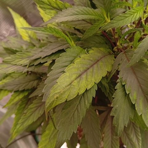 Acai Jelly  growlog photo: Fotoupdateserie der letzten Wochen des Growdiarys der aktuellen 3 Pflanzen.