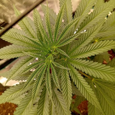 Acai Jelly  growlog photo: Fotoupdateserie der letzten Wochen des Growdiarys der aktuellen 3 Pflanzen.