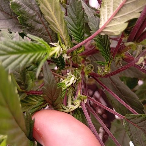 Acai Jelly  growlog photo: Fotoupdateserie der letzten Wochen des Growdiarys der aktuellen 3 Pflanzen.