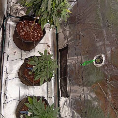 Acai Jelly  growlog photo: Fotoupdateserie der letzten Wochen des Growdiarys der aktuellen 3 Pflanzen.