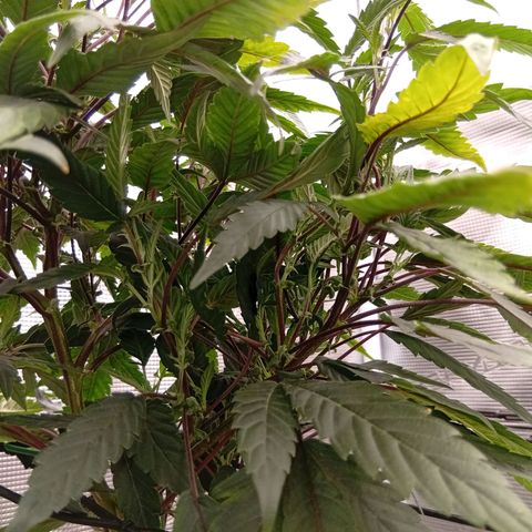 Acai Jelly  growlog photo: Fotoupdateserie der letzten Wochen des Growdiarys der aktuellen 3 Pflanzen.