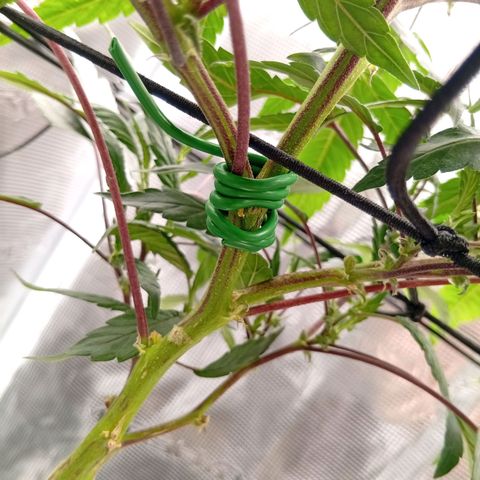 Acai Jelly  growlog photo: Fotoupdateserie der letzten Wochen des Growdiarys der aktuellen 3 Pflanzen.