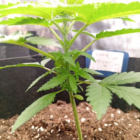 Acai Jelly  growlog photo: Fotoupdateserie der letzten Wochen des Growdiarys der aktuellen 3 Pflanzen.