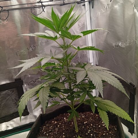 Tropicana Cherry growlog timeline photo