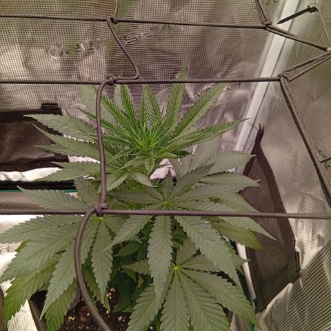 Tropicana Cherry growlog timeline photo