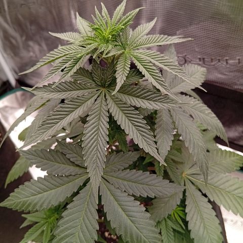Tangerine Dream growlog timeline photo