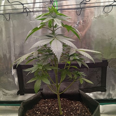 Tangerine Dream growlog timeline photo