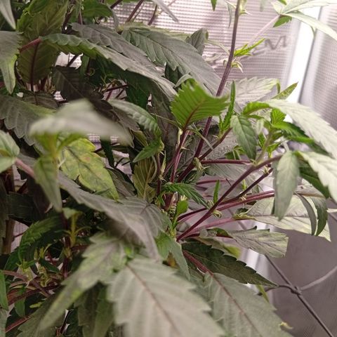 Acai Jelly  growlog timeline photo