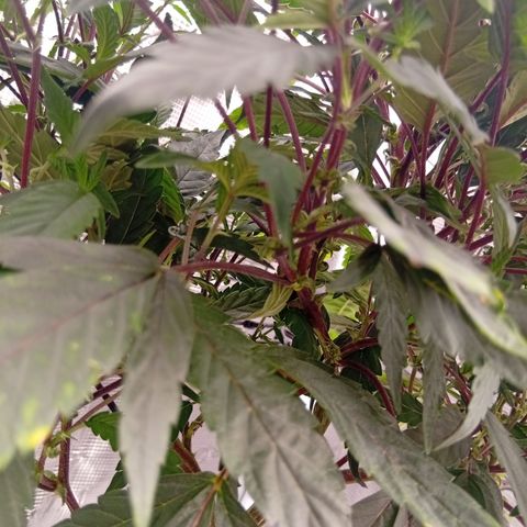 Acai Jelly  growlog timeline photo