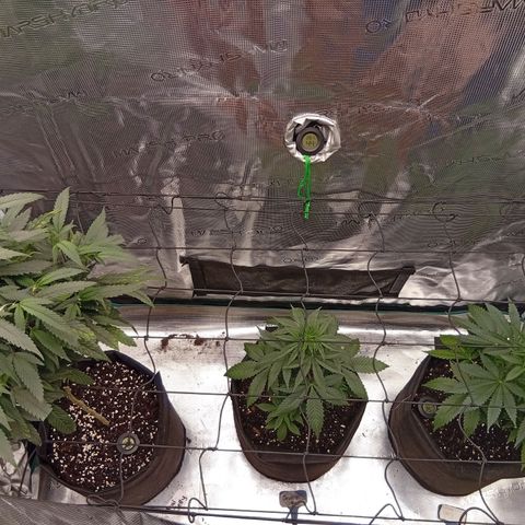 Acai Jelly  growlog photo: Bestsndsaufnahme mit Bildern.
- Scrog Höhe
- VentiHöhe
- Abluft-AKF Kombo Höhe
- Alle vorhandenen Dünger
- BioBloom, BioGrow, RootJuice, BioHeaven, TopMax
- Bild einer Trauermücke
- Bild einer eventuellen Thripse.