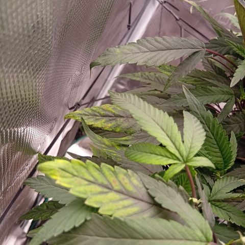 Acai Jelly  growlog photo: BilderUpdate