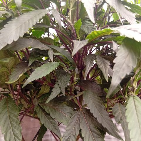 Acai Jelly  growlog photo: BilderUpdate