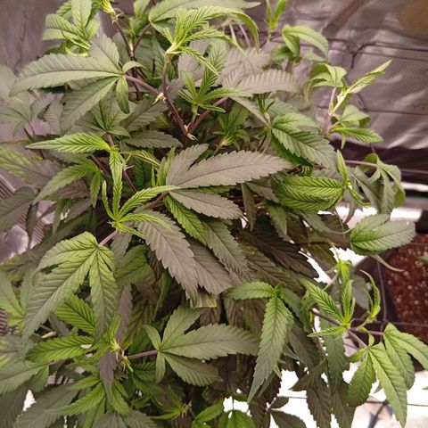 Acai Jelly  growlog photo: BilderUpdate
