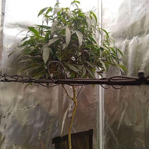 Acai Jelly  growlog photo: BilderUpdate