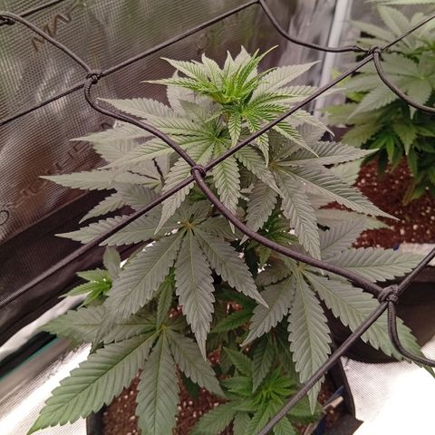 Tangerine Dream growlog photo: Bilder Updates