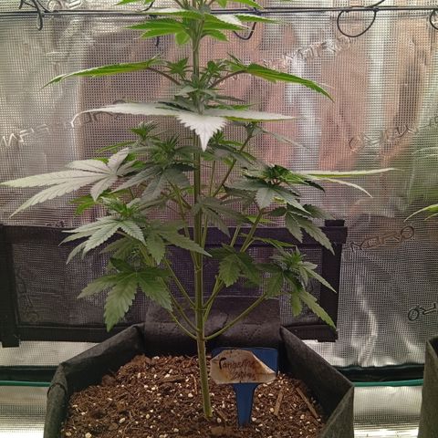 Tangerine Dream growlog photo: Bilder Updates