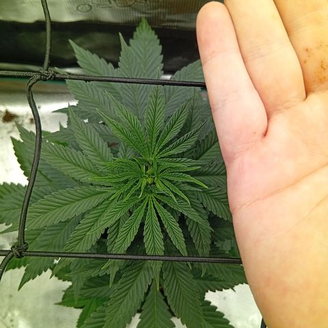Tangerine Dream growlog photo: Bilder Updates