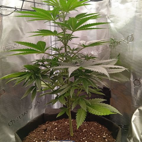 Tropicana Cherry growlog photo: Bilderupdates