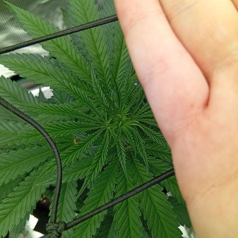 Tropicana Cherry growlog photo: Bilderupdates
