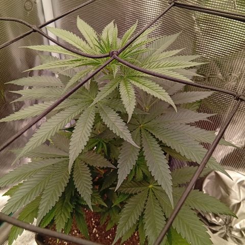Tropicana Cherry growlog photo: Bilderupdates