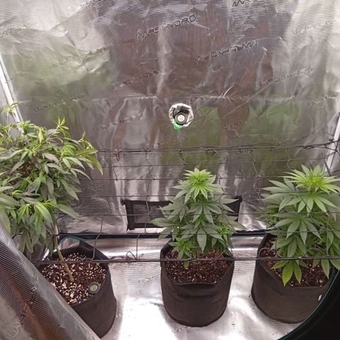 Acai Jelly  growlog timeline photo
