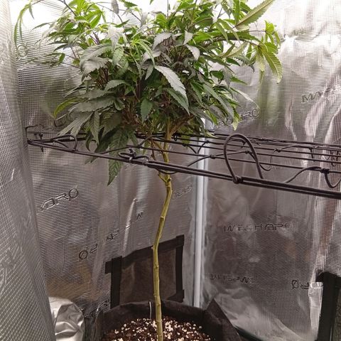 Acai Jelly  growlog timeline photo