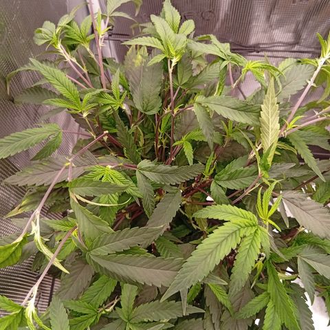 Acai Jelly  growlog timeline photo