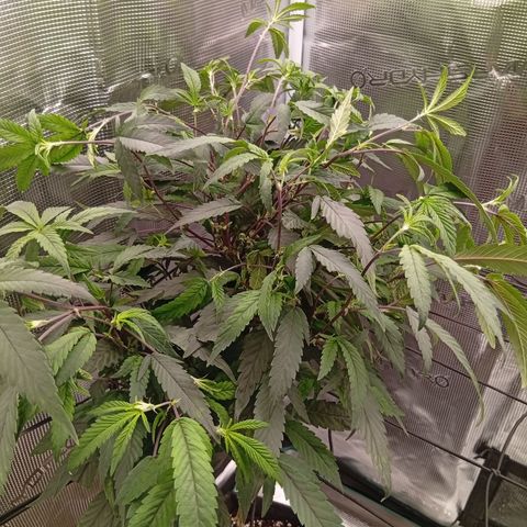 Acai Jelly  growlog timeline photo