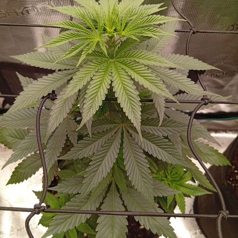 Tangerine Dream growlog timeline photo