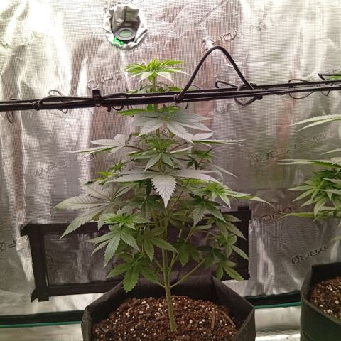 Tangerine Dream growlog timeline photo