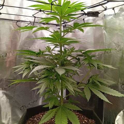 Tropicana Cherry growlog timeline photo