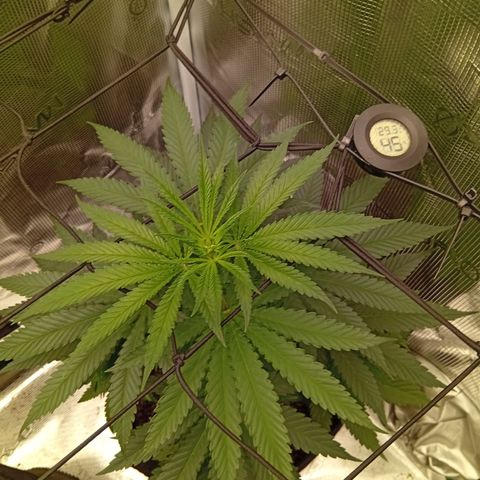 Tropicana Cherry growlog timeline photo