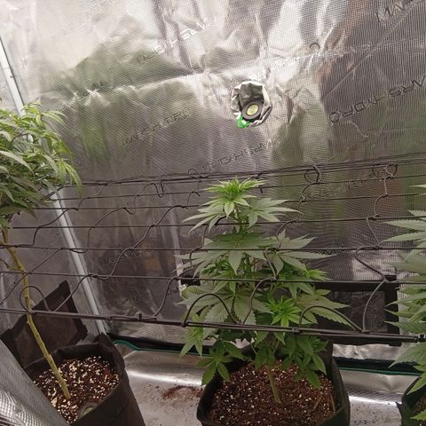 Acai Jelly  growlog timeline photo