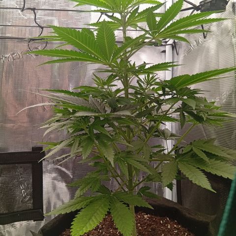 Tropicana Cherry growlog timeline photo