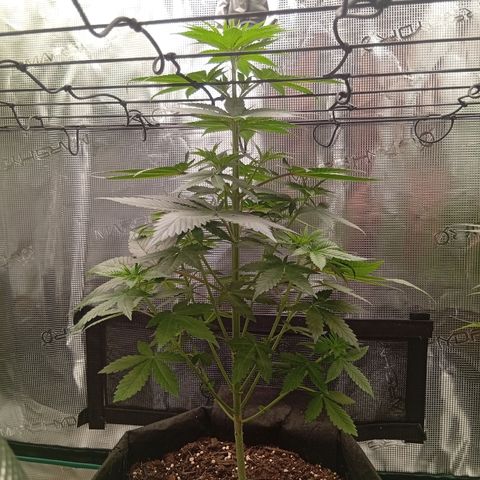 Tropicana Cherry growlog timeline photo