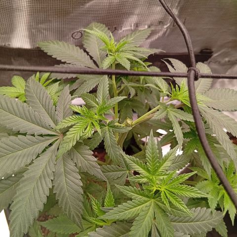 Tangerine Dream growlog photo: Erstea Topping heute, jedoch nicht über 3-5ter Nodie sondern eher beim doppelten 5cm unter dem Scrog Netz.