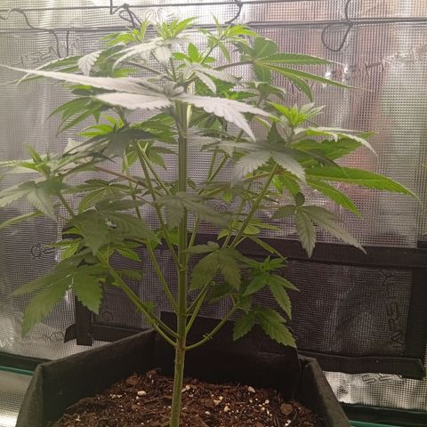 Tangerine Dream growlog photo: Erstea Topping heute, jedoch nicht über 3-5ter Nodie sondern eher beim doppelten 5cm unter dem Scrog Netz.