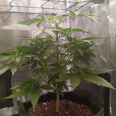 Tropicana Cherry growlog photo: Erstea Topping heute, jedoch nicht über 3-5ter Nodie sondern eher beim doppelten 5cm unter dem Scrog Netz.