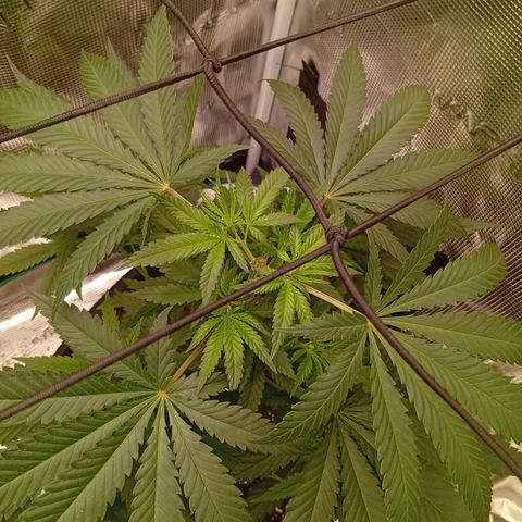 Tropicana Cherry growlog photo: Erstea Topping heute, jedoch nicht über 3-5ter Nodie sondern eher beim doppelten 5cm unter dem Scrog Netz.