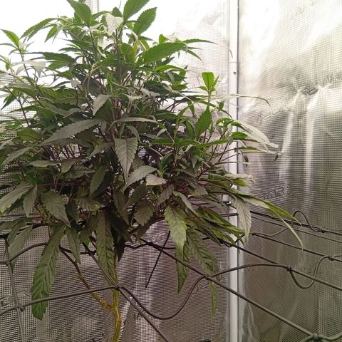 Acai Jelly  growlog photo: Bilder der Acai Jelly