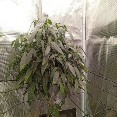 Acai Jelly  growlog photo: Bilder der Acai Jelly